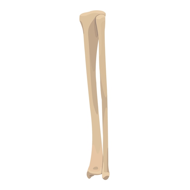 Tibia and Fibula Bone Vector flat design graphic 2d HD