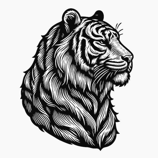 Tiger illustration with engraving style