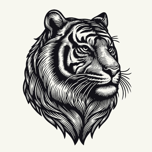 Tiger illustration with engraving style