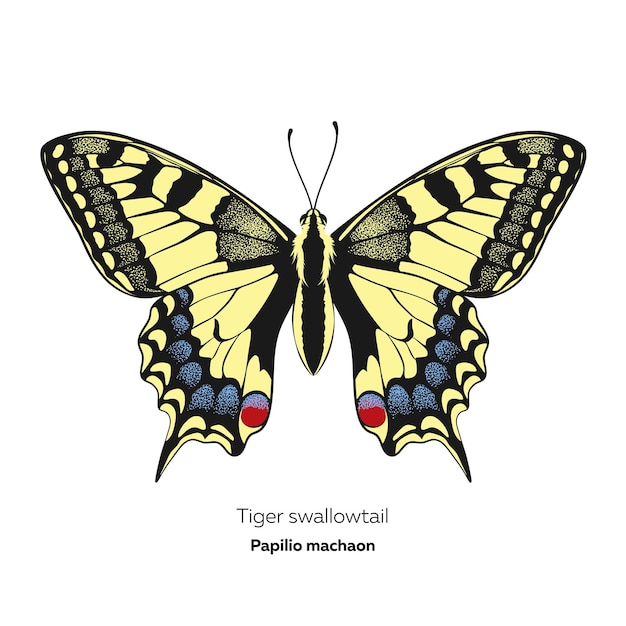 Tiger swallowtail butterfly papilio machaon vector illustration