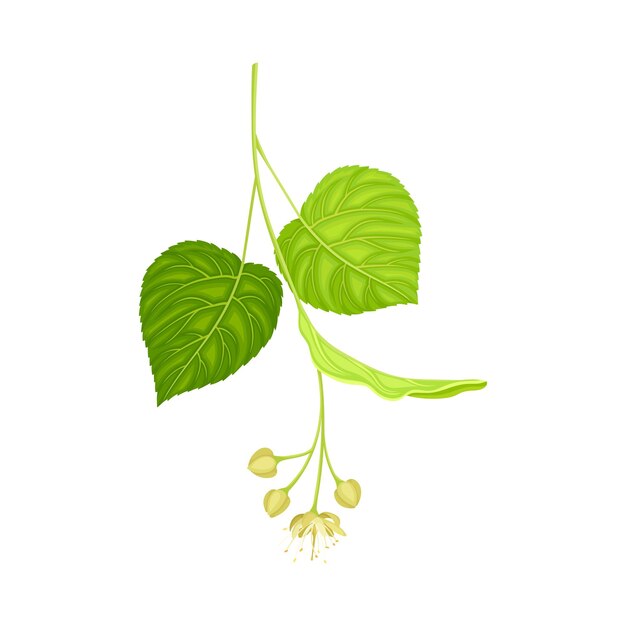 Tilia Specie or Linden with Cluster of Fragrant Yellowishwhite Flowers and Green Cordate Leaf Vector Illustration