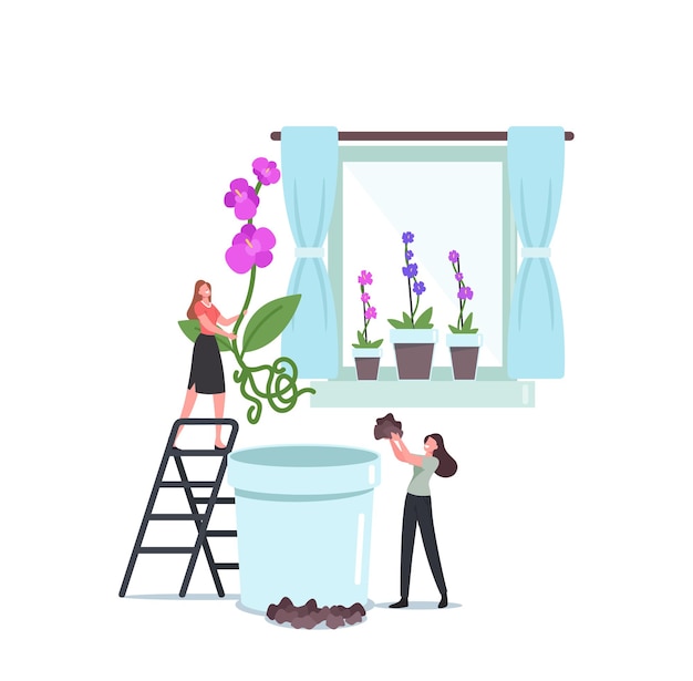 Tiny Female Characters Planting Huge Orchid Phalaenopsis Flowers in Pot. Home Interior with Exotic Blossoms on Windowsill. People Care of Plants Enjoying Gardening Hobby. Cartoon Vector Illustration