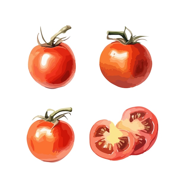 Tomato clipart isolated vector illustration