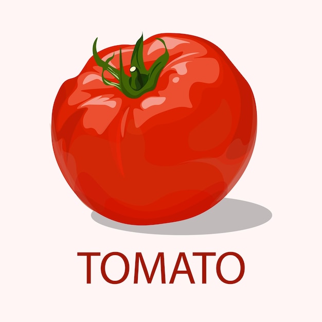 tomato isolated single on white background vector illustration