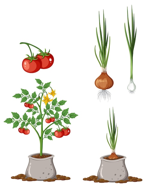 Tomato plant and onion plant collection