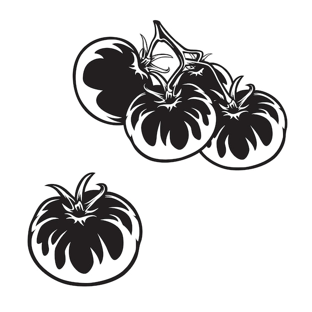 Tomato vector drawing set Isolated tomato Vegetable engraved style illustration