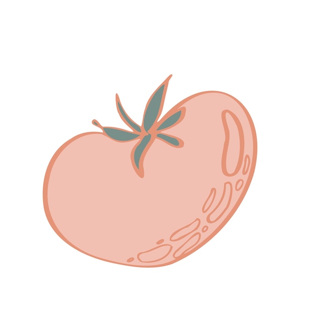 Tomato vector isolated illustration sketch