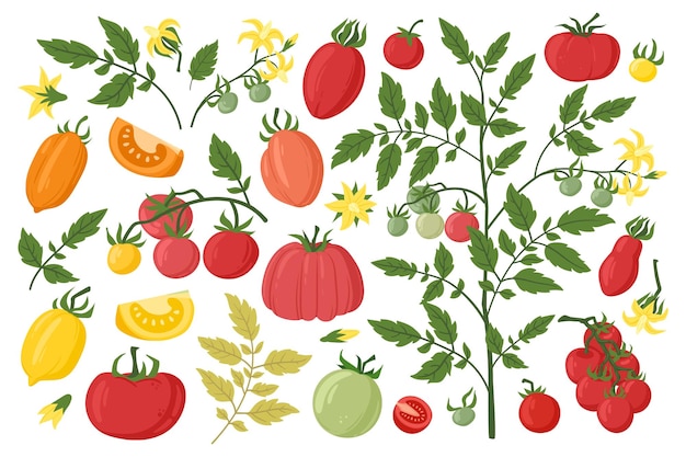 Tomato vegetable cartoon tomatoes blossoms and leaves Tomato red plant garden fruits plant tomatoes slices flat vector illustration set Fresh red tomato