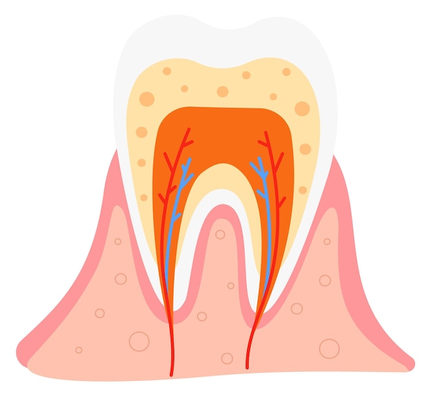 Tooth structure illustration Dental anatomy medical poster