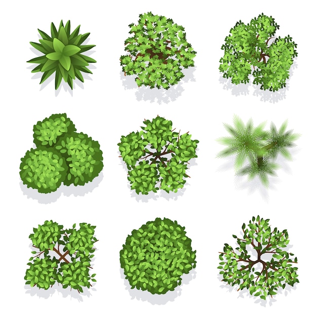 Top view different plants and trees. Vector set of trees for architectural or landscape design. Illu