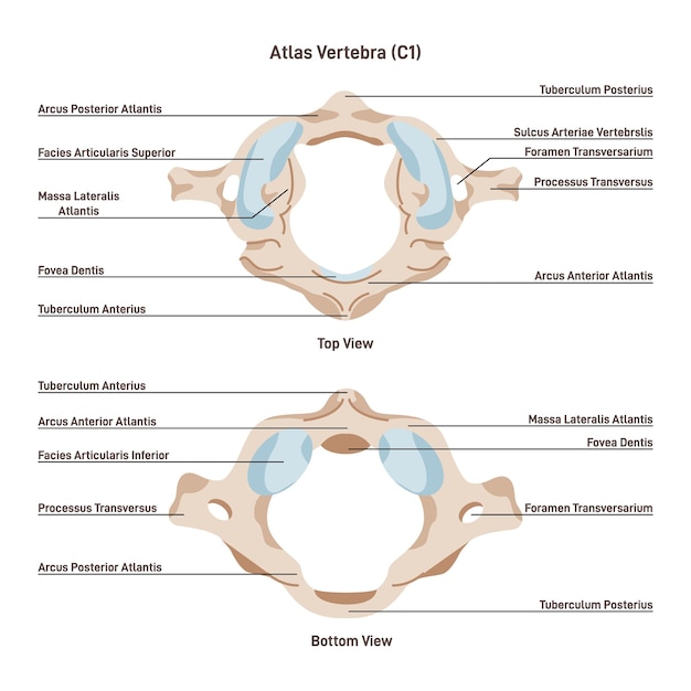 Topmost or atlas vertebra First cervical vertebra connecting the skull