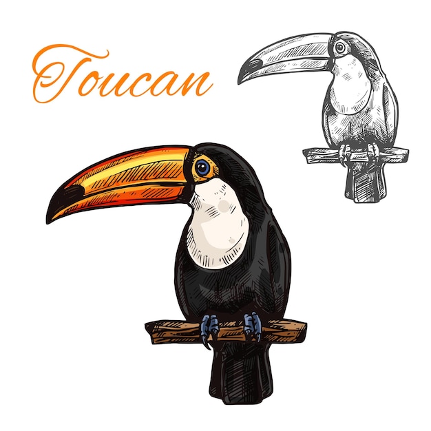 Toucan isolated sketch of tropical exotic bird