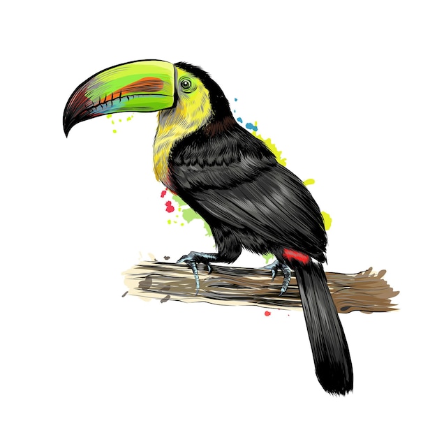 Vector toucan, tropical bird from a splash of watercolor