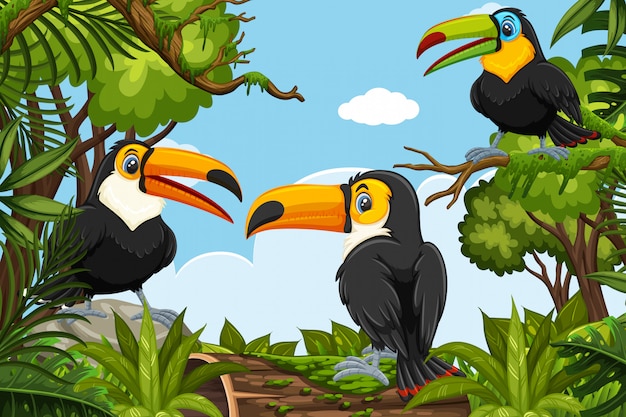 Toucans in jungle scene