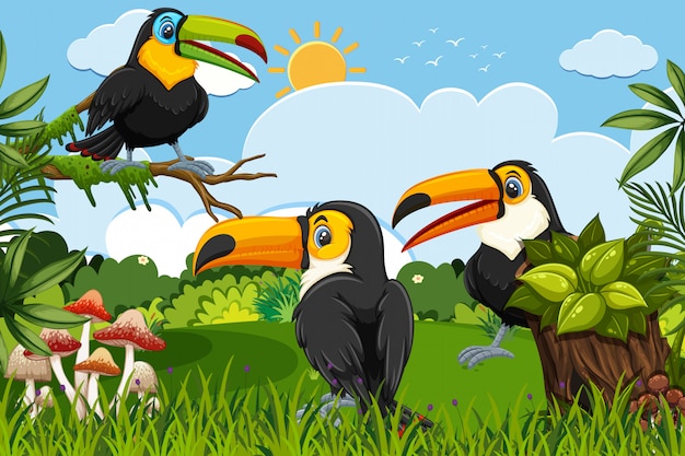 Toucans in jungle scene