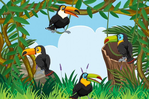 Toucans in jungle scene