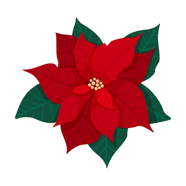 Traditional Christmas poinsettia flower with green leaves and red petals. Christmas flower blooming plant isolated on white background. Vector illustration.