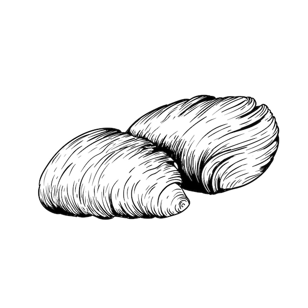 Traditional Italian dessert Sfogliatelle (Sfogliatella). Hand drawn sketch style Italian sweets illustration. Puff pastry and custard. Best for packaging and menu designs.