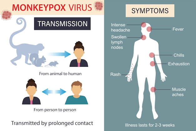 Transmission of the monkey pox virus. the spread of the epidemic. An outbreak of a viral epidemic.