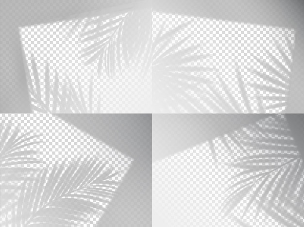 Transparent palm leaves shadow background overlay