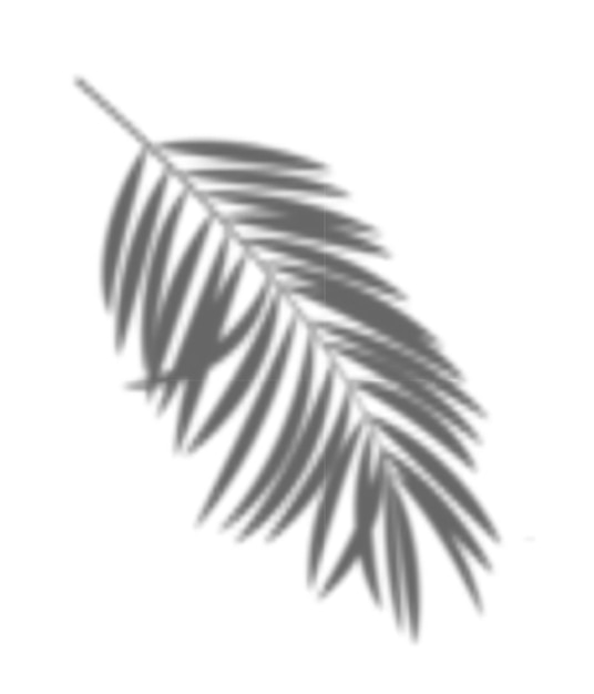 Transparent realistic palm shadow Vector Illustration