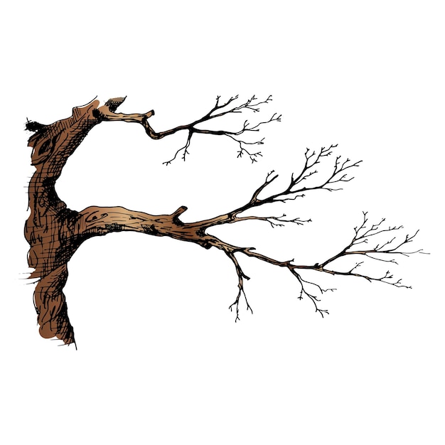 Tree branch. Hand drawn vector illustration of tree branch without leaves. Isolated on white background.