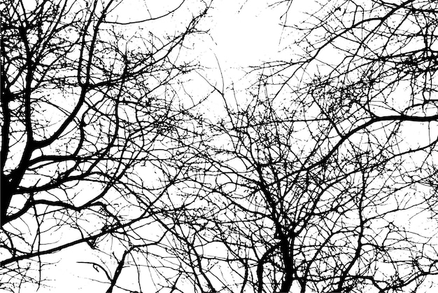 Tree branch silhouette on transparent background