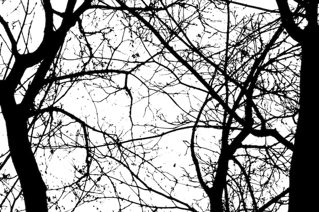 Tree branch silhouette on transparent background