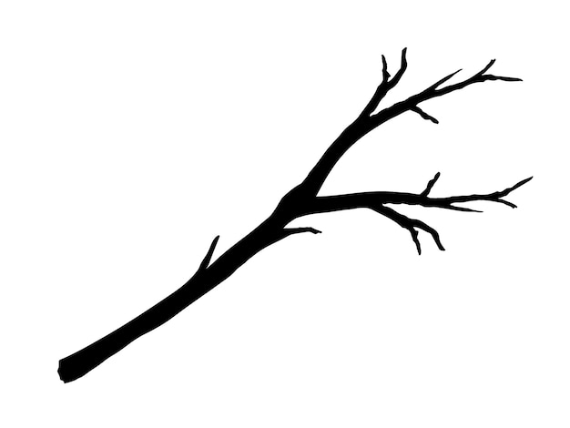 Tree Branche vector