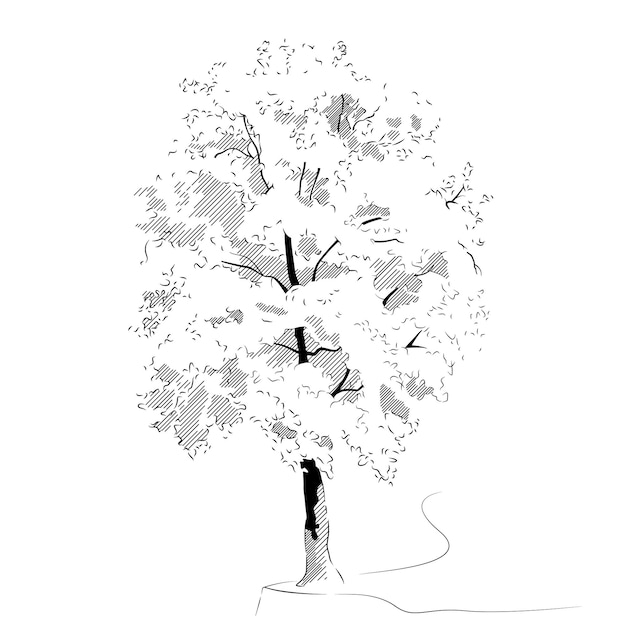 Tree drawn with black pencil Vector illustration of an outline of a tree with foliage