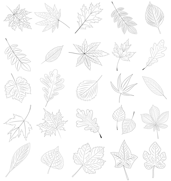 Tree leaf sketch set outline on white background vector