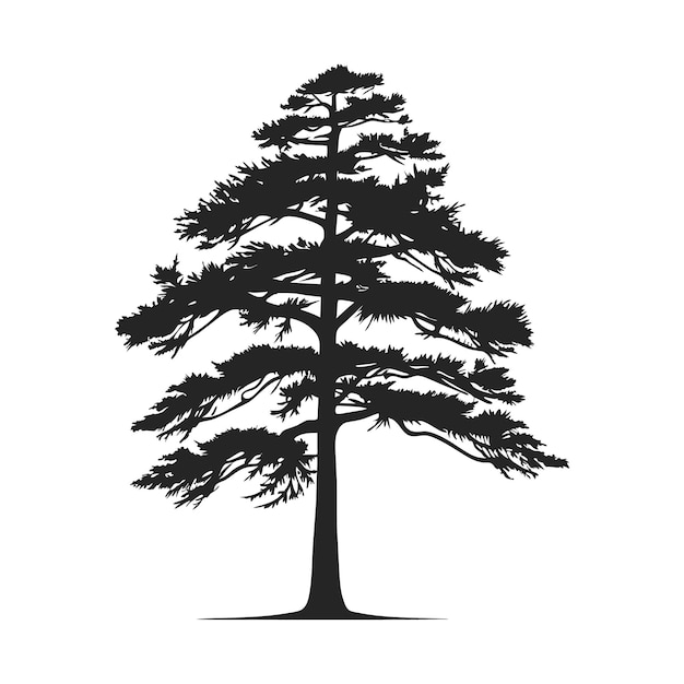 tree silhouette cedar vector tattoo logo cypress template design tree pine silhouette vector