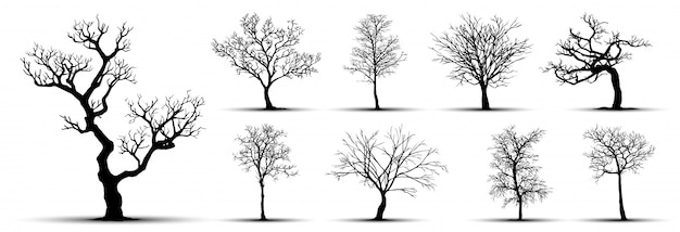 tree silhouette isolated on white background.