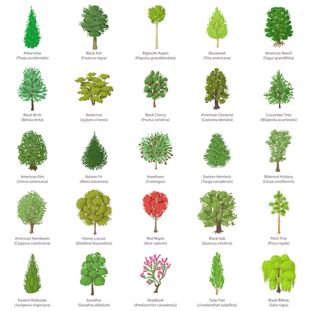 Tree types icons set. Isometric illustration of 25 tree types vector icons for web