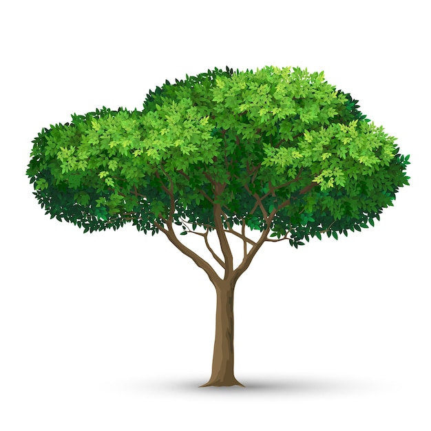 A tree with a dense crown and green leaves Detailed vector illustration isolated on white background