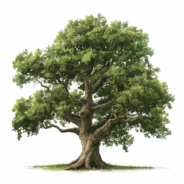 a tree with a green leafy trunk and a white background