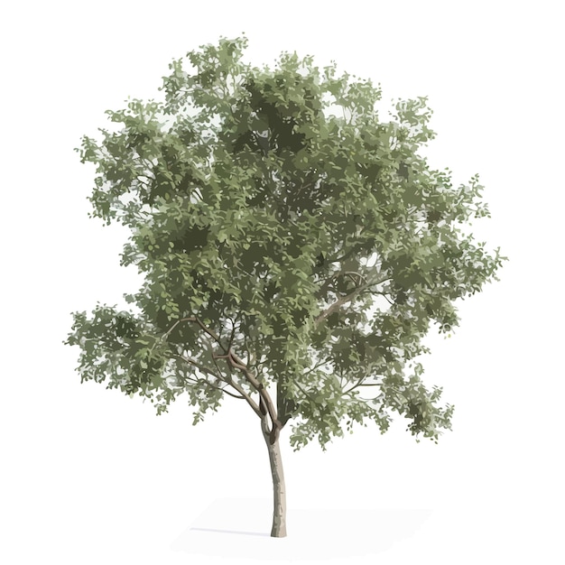 a tree with a white background and a picture of a tree with a white background