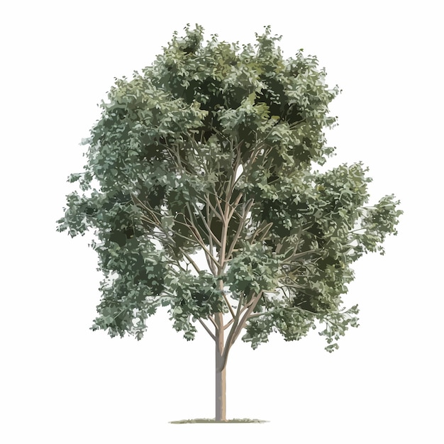 a tree with a white background and a picture of a tree with the word quot tree quot on it