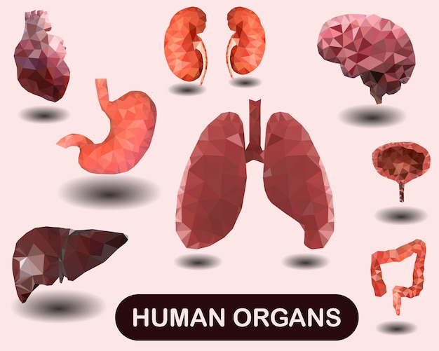 Triangulation style set Human organs in the style of triangulation