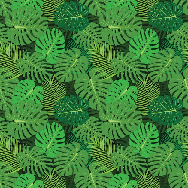 Tropical background with Monstera