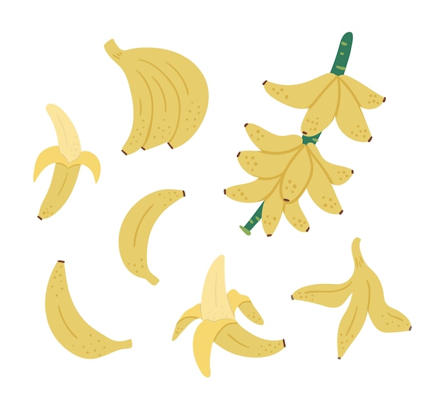 tropical banana fruit, bunch and twig clip art