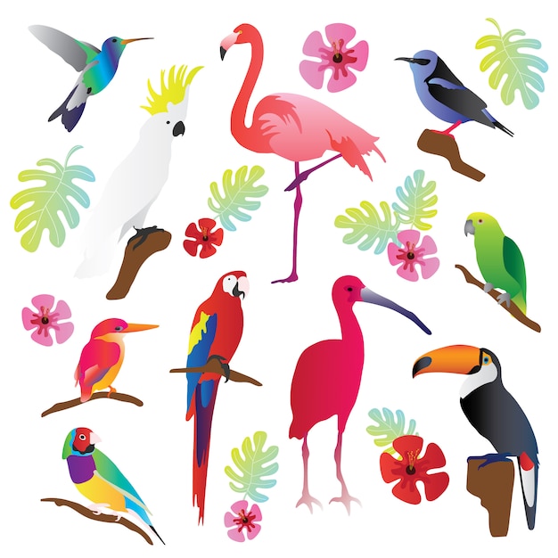 Tropical birds vector illustration collection