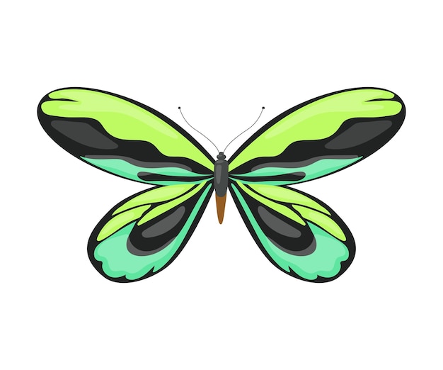 Tropical butterfly of green colors beautiful colorful flying insect for decorative element vector