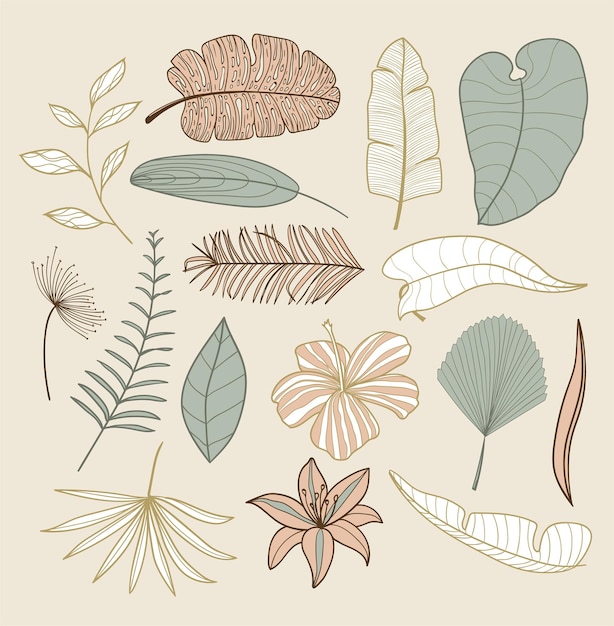 Tropical exotic palm leaves collection Hand drawn palm leaves