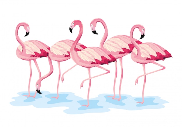 Tropical flamingos exotic wild animals