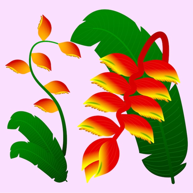 Vector tropical flower heliconia flower with leaf