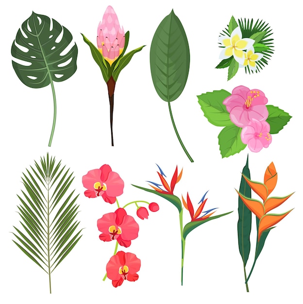 Tropical flowers. Exotic herbal bouquets polynesian bali decoration plants flowers. Illustration flower plant, floral exotic foliage colored illustration