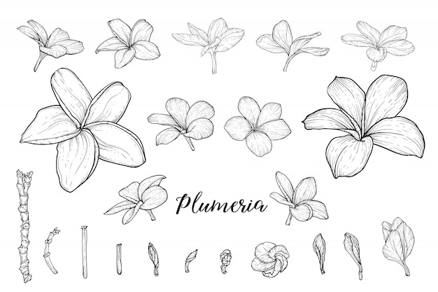 Tropical flowers hand drawn sketches set. Blooming orchids, exotic Frangipani plant black ink illustrations. Outline Hibiscus, Strelitzia, Plumeria blossom