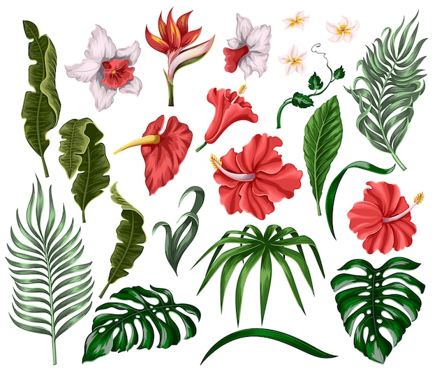 Tropical flowers and leaves