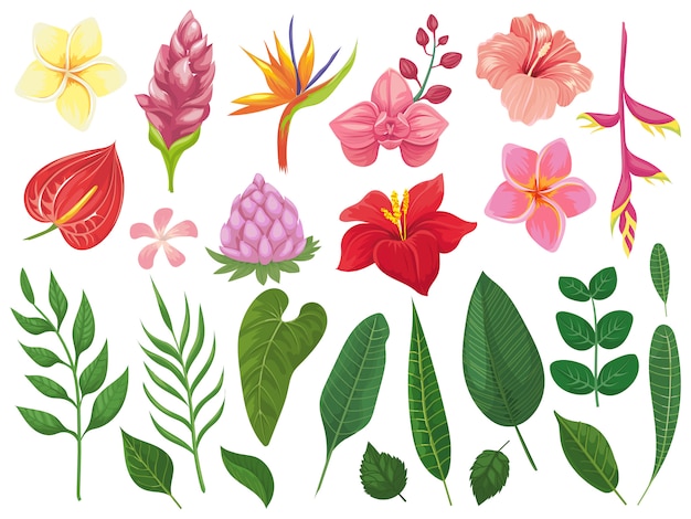 Tropical flowers. Tropics flower leaves, summer leaf on branch and tropic wild plants leafs  illustration set